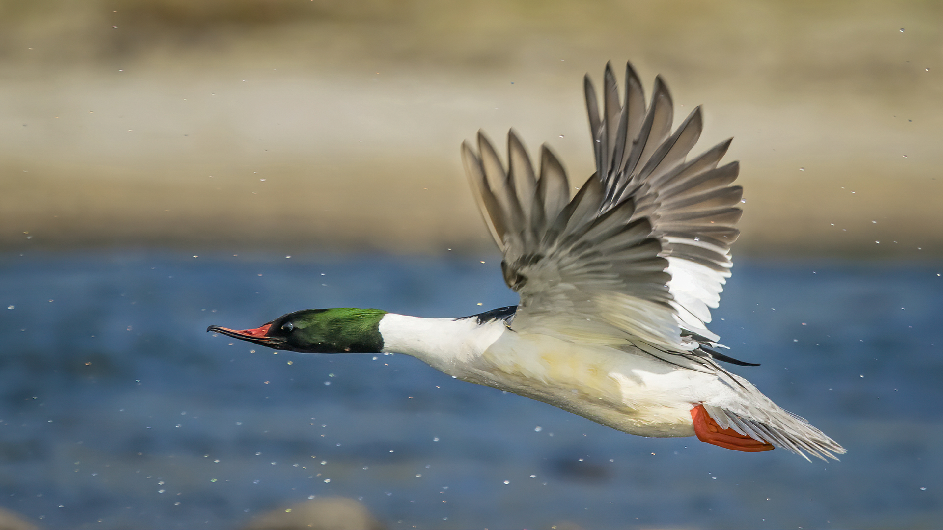 Common Merganser photographed at Nameri National Park Assam india. © WWW.NEJIBAHMED.COM.jpg